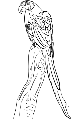 Blue Macaw  Coloring Page